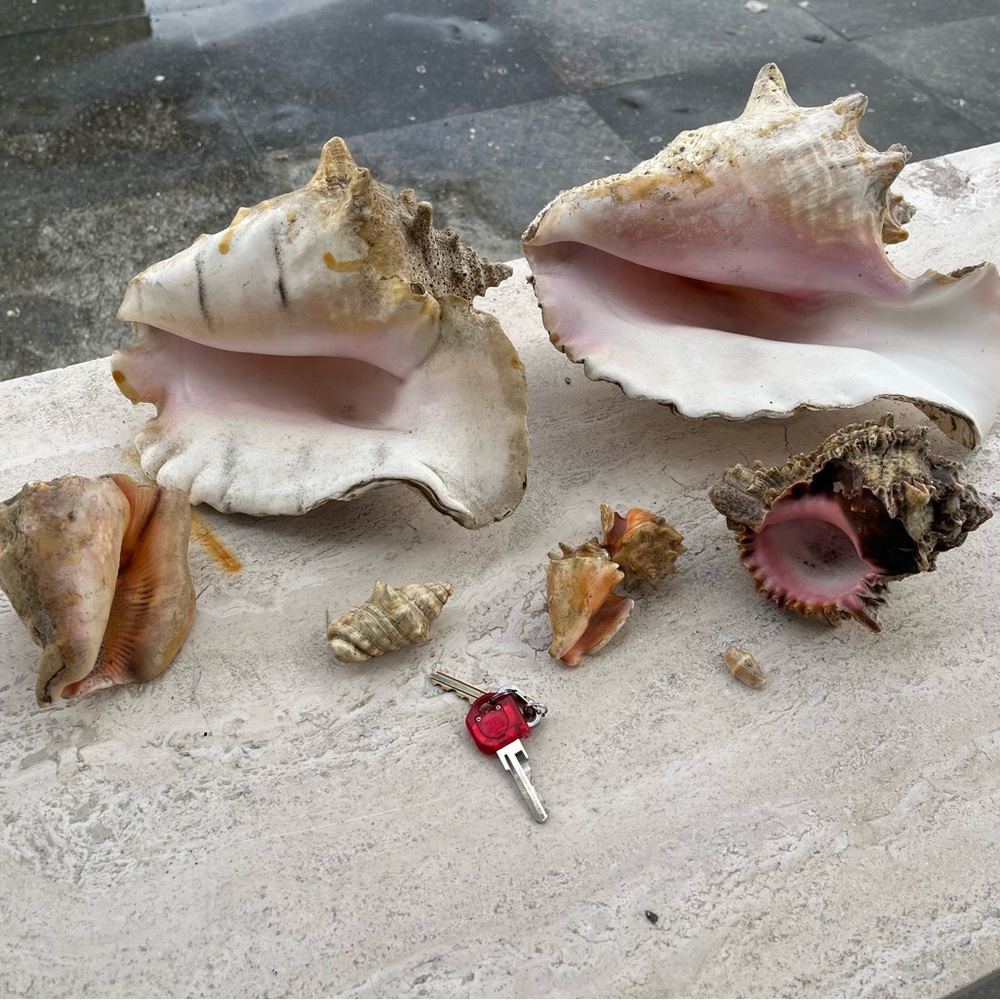Assorted Decorative Sea Shells with Pink-White Interior